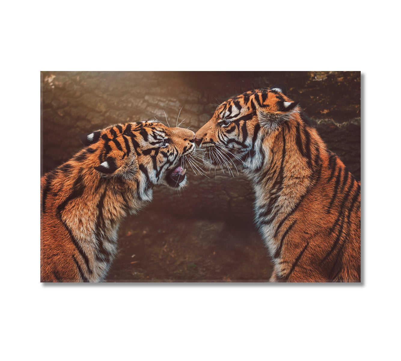 Two Sumatran Tiger Canvas Print-Canvas Print-CetArt-1 Panel-24x16 inches-CetArt