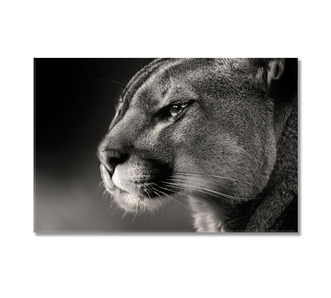 Cougar Face in Black White Canvas Print-Canvas Print-CetArt-1 Panel-24x16 inches-CetArt