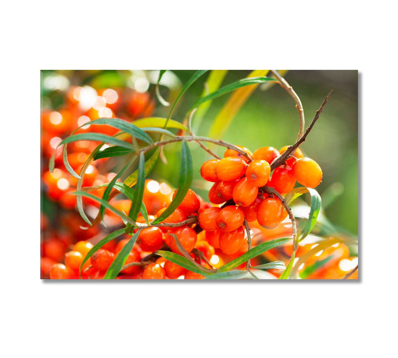 Branch of Ripe Sea Buckthorn Berries Canvas Print-Canvas Print-CetArt-1 Panel-24x16 inches-CetArt