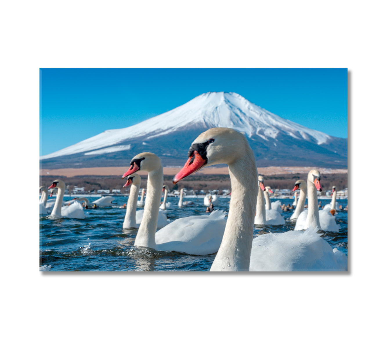 Mount Fuji with Swans at Lake Yamanaka Japan Canvas Print-Canvas Print-CetArt-1 Panel-24x16 inches-CetArt