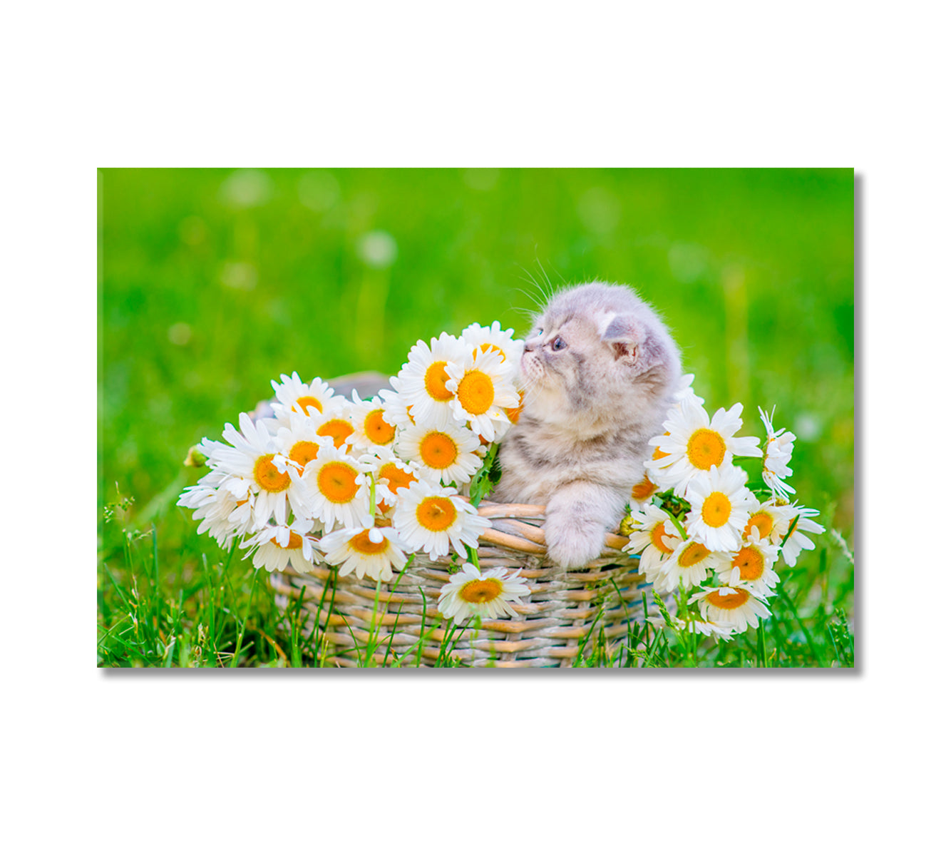 Fluffy Gray Scottish Kitten in Basket with Daisies Canvas Print-Canvas Print-CetArt-1 Panel-24x16 inches-CetArt