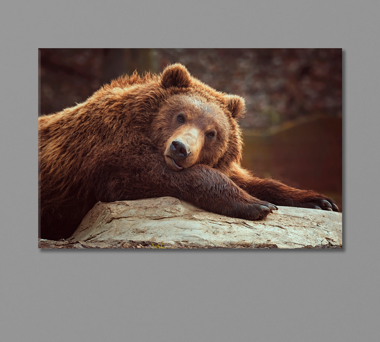 Brown Bear Canvas Print-Canvas Print-CetArt-1 Panel-24x16 inches-CetArt