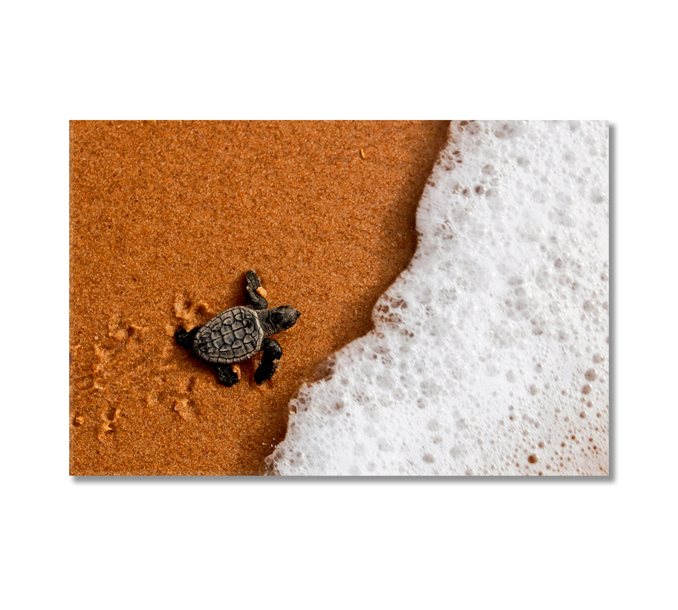 Baby Sea Turtle Walking to Sea Canvas Print-Canvas Print-CetArt-1 Panel-24x16 inches-CetArt