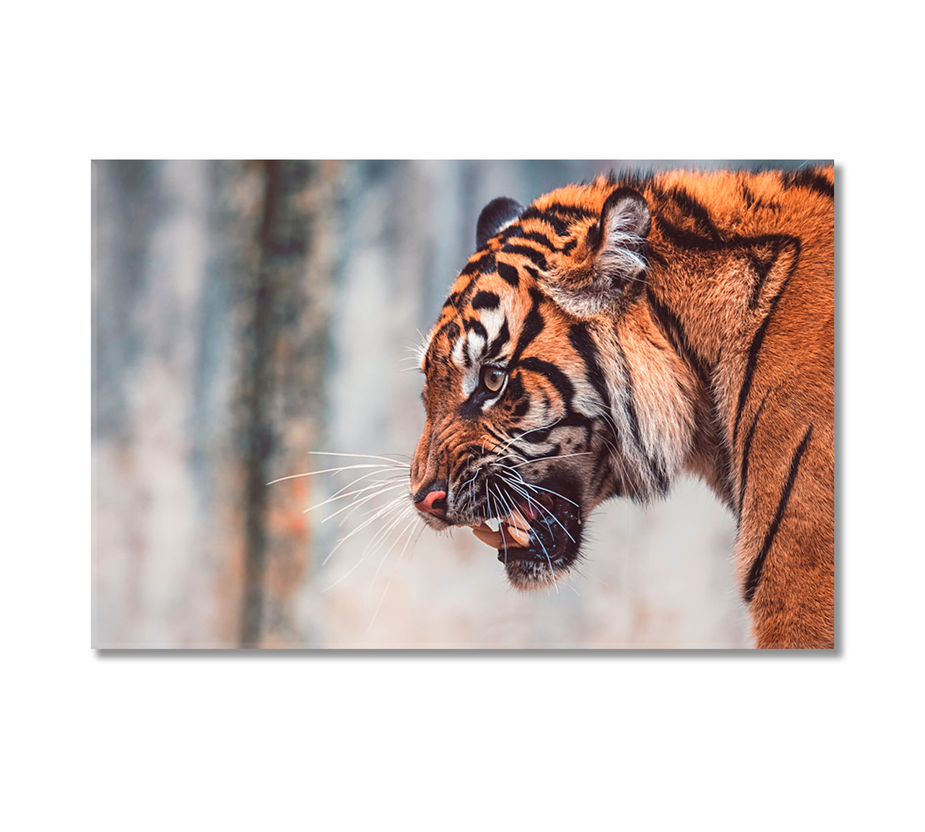 Angry Sumatran Tiger Canvas Print-Canvas Print-CetArt-1 Panel-24x16 inches-CetArt