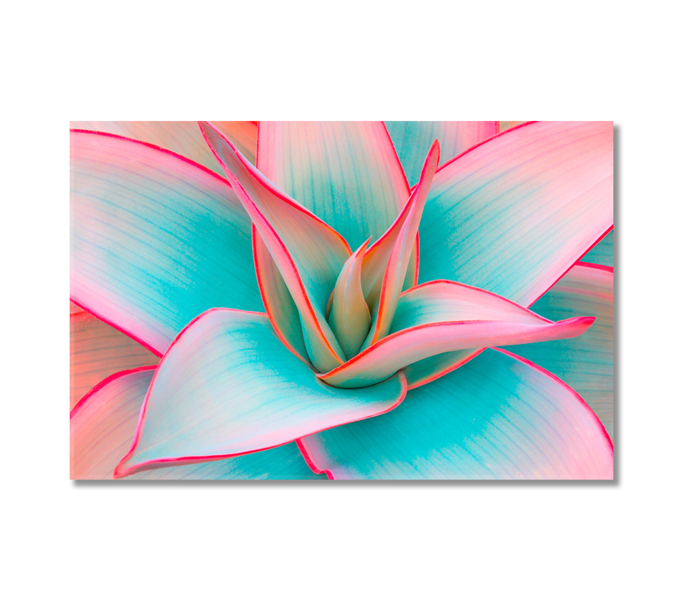 Delicate Pink Agave Leaves Canvas Print-Canvas Print-CetArt-1 Panel-24x16 inches-CetArt