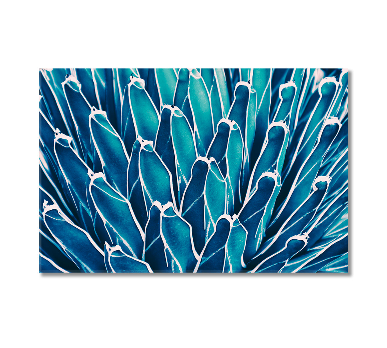 Agave Cactus Canvas Print-Canvas Print-CetArt-1 Panel-24x16 inches-CetArt