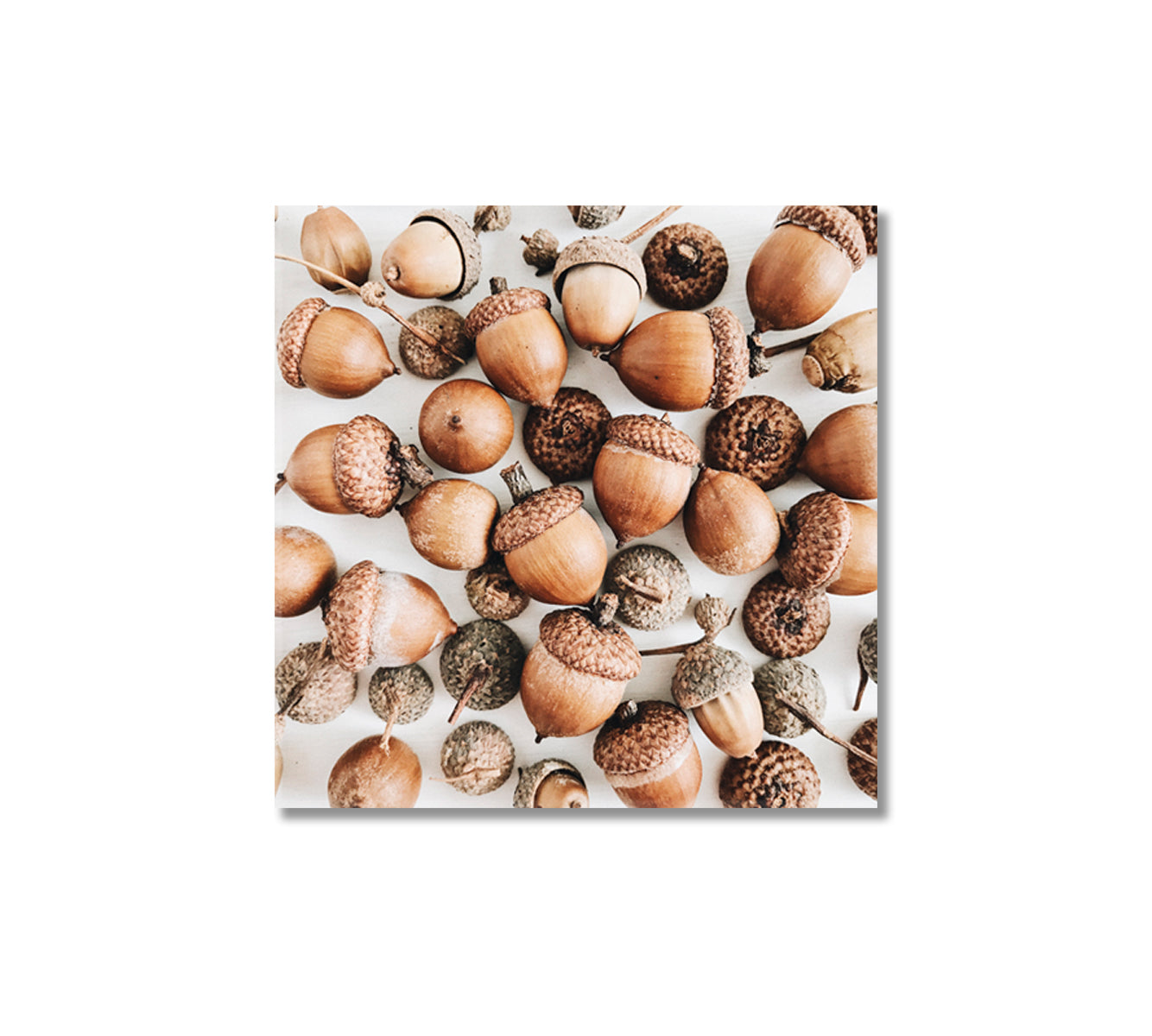 Acorns Canvas Print-Canvas Print-CetArt-1 panel-12x12 inches-CetArt