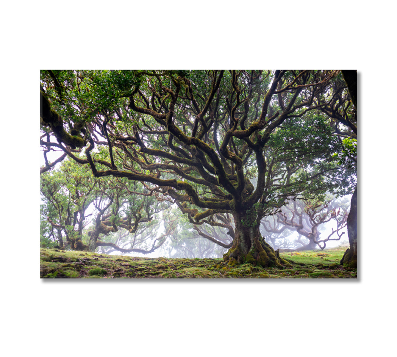 Laurel Tree in Laurisilva Forest Madeira Island Portugal Canvas Print-Canvas Print-CetArt-1 Panel-24x16 inches-CetArt