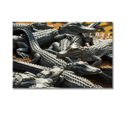 Alligators Canvas Print-Canvas Print-CetArt-1 Panel-24x16 inches-CetArt