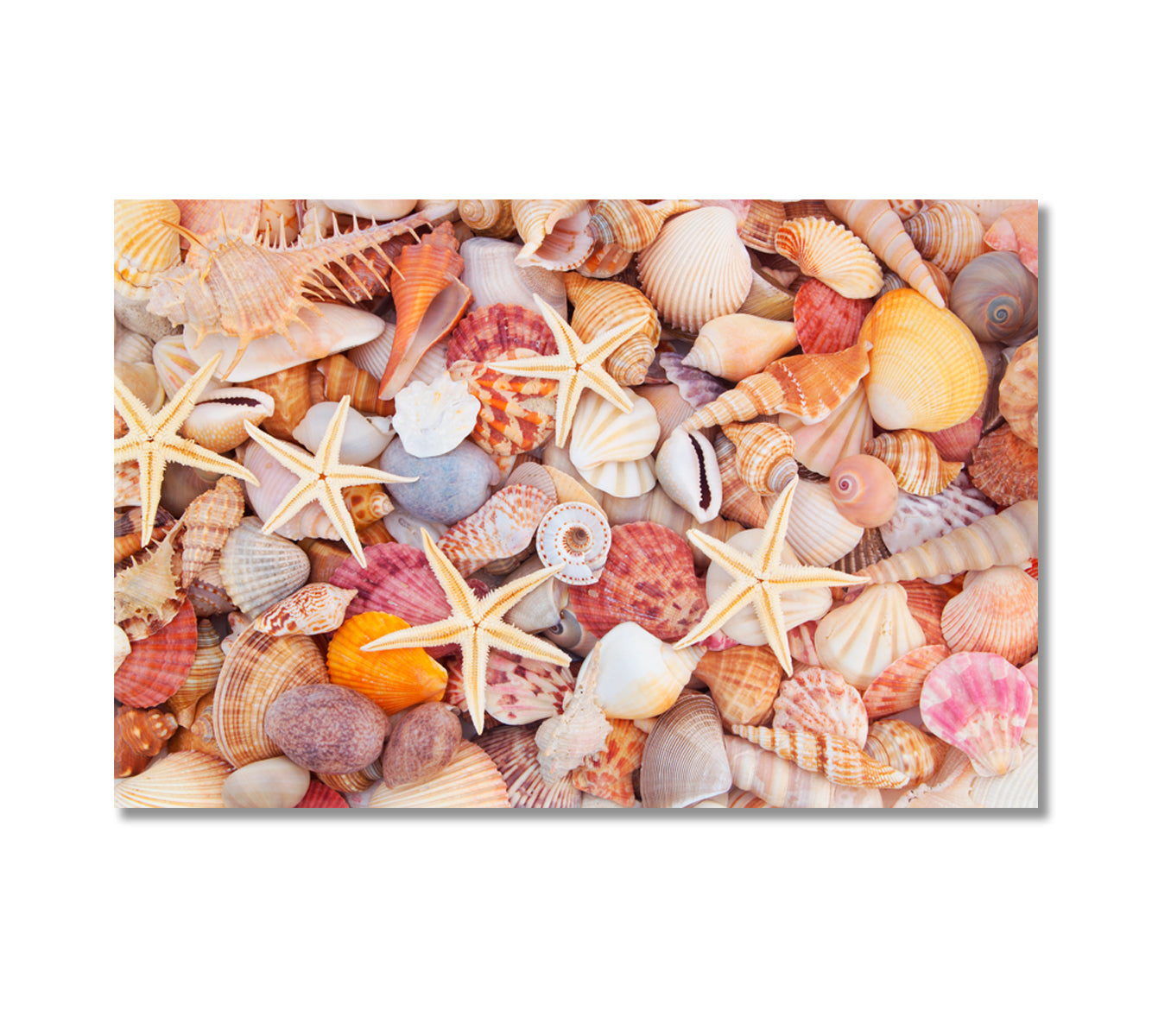 Starfish Seashells and Corals Canvas Print-Canvas Print-CetArt-1 Panel-24x16 inches-CetArt