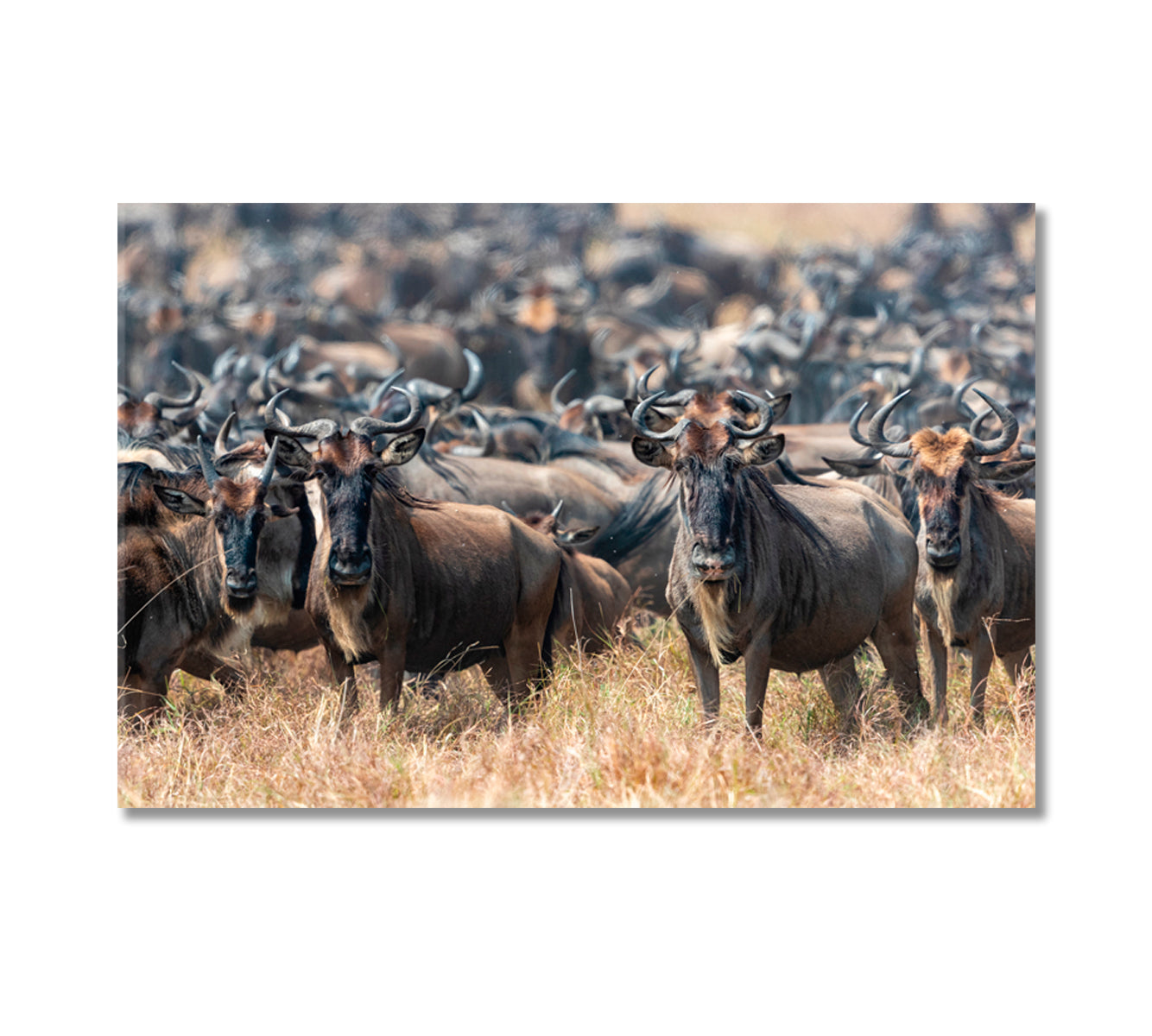 Herd of Wildebeests in Natural Habitat Canvas Print-Canvas Print-CetArt-1 Panel-24x16 inches-CetArt