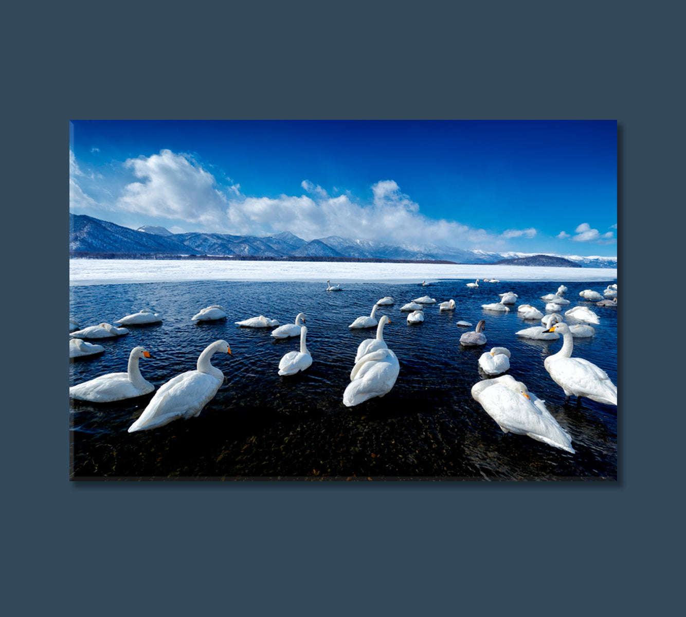 Swans at Lake Kussharo Hokkaido Japan Canvas Print-Canvas Print-CetArt-1 Panel-24x16 inches-CetArt