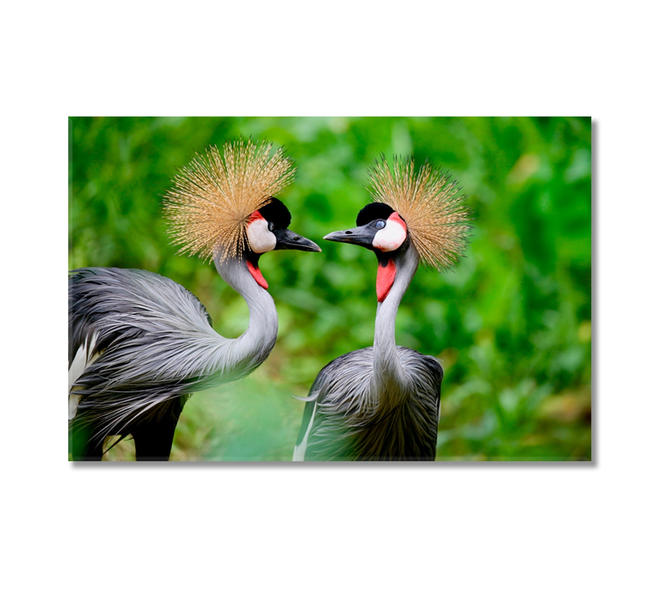 Grey Crowned Crane Birds Canvas Print-Canvas Print-CetArt-1 Panel-24x16 inches-CetArt