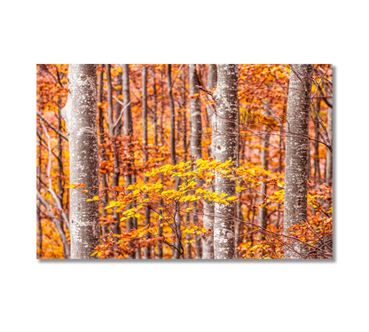 Autumn Beech Trees Forest Bologna Italy Canvas Print-Canvas Print-CetArt-1 Panel-24x16 inches-CetArt