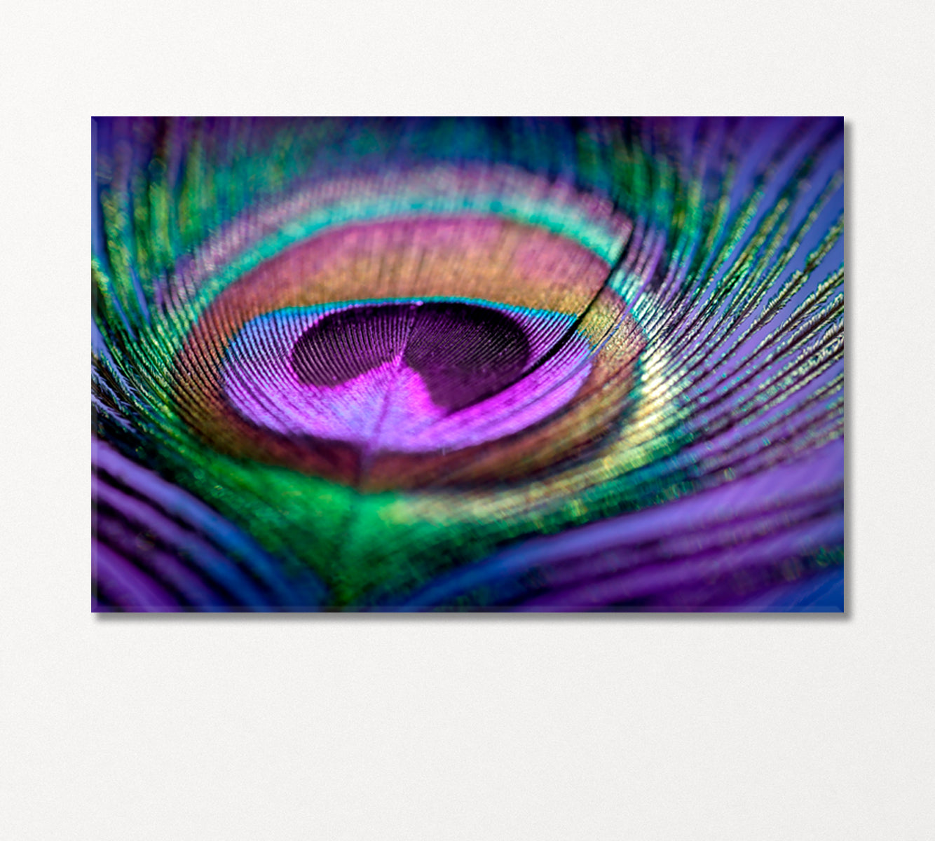 Multicolored Peacock Feather Canvas Print-Canvas Print-CetArt-1 Panel-24x16 inches-CetArt