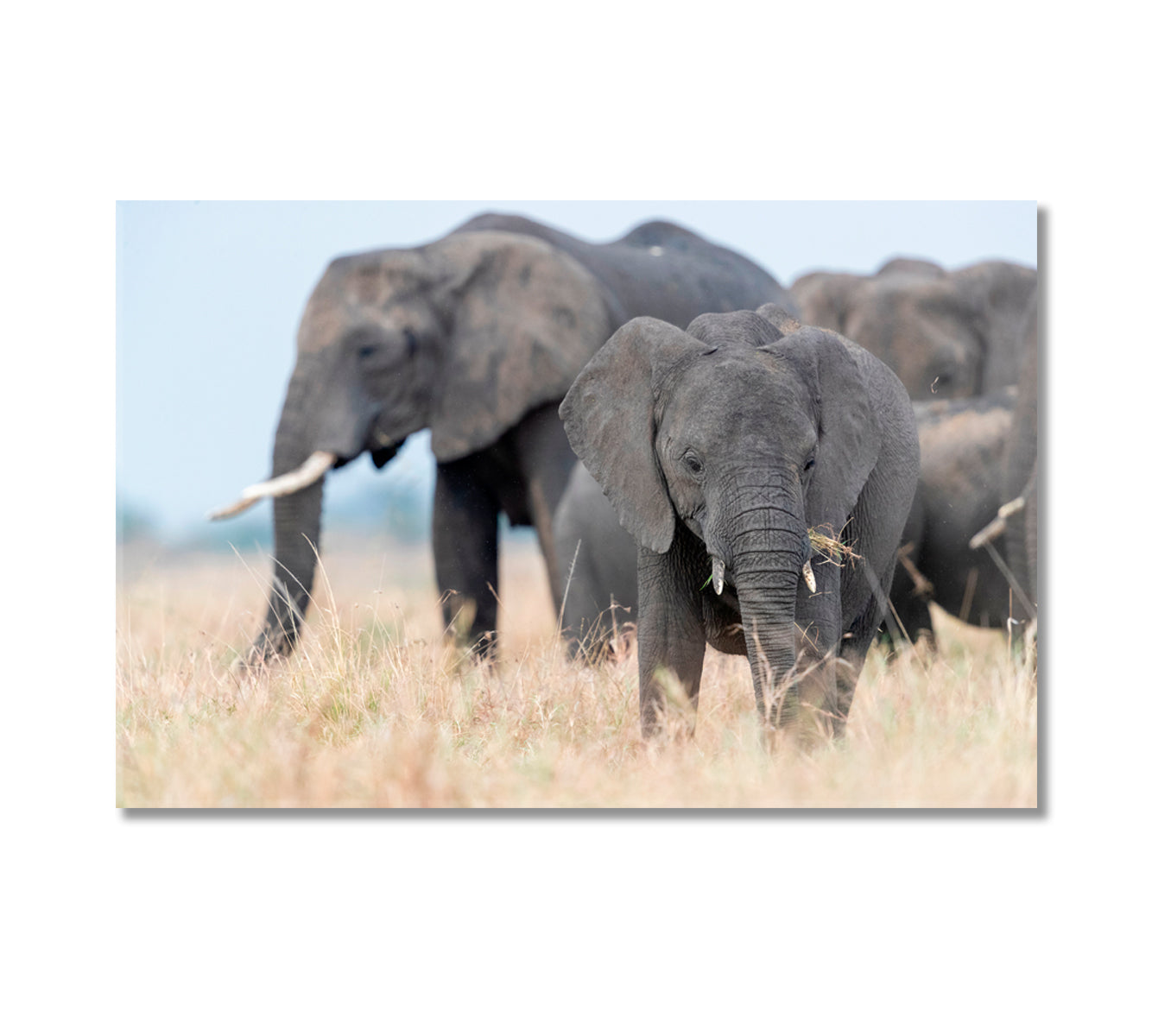 Elephant Family in Africa Canvas Print-Canvas Print-CetArt-1 Panel-24x16 inches-CetArt