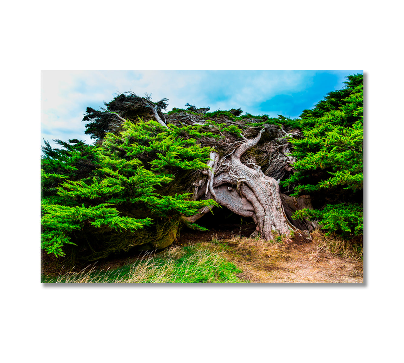 New Zealand Horizontal Forest Canvas Print-Canvas Print-CetArt-1 Panel-24x16 inches-CetArt