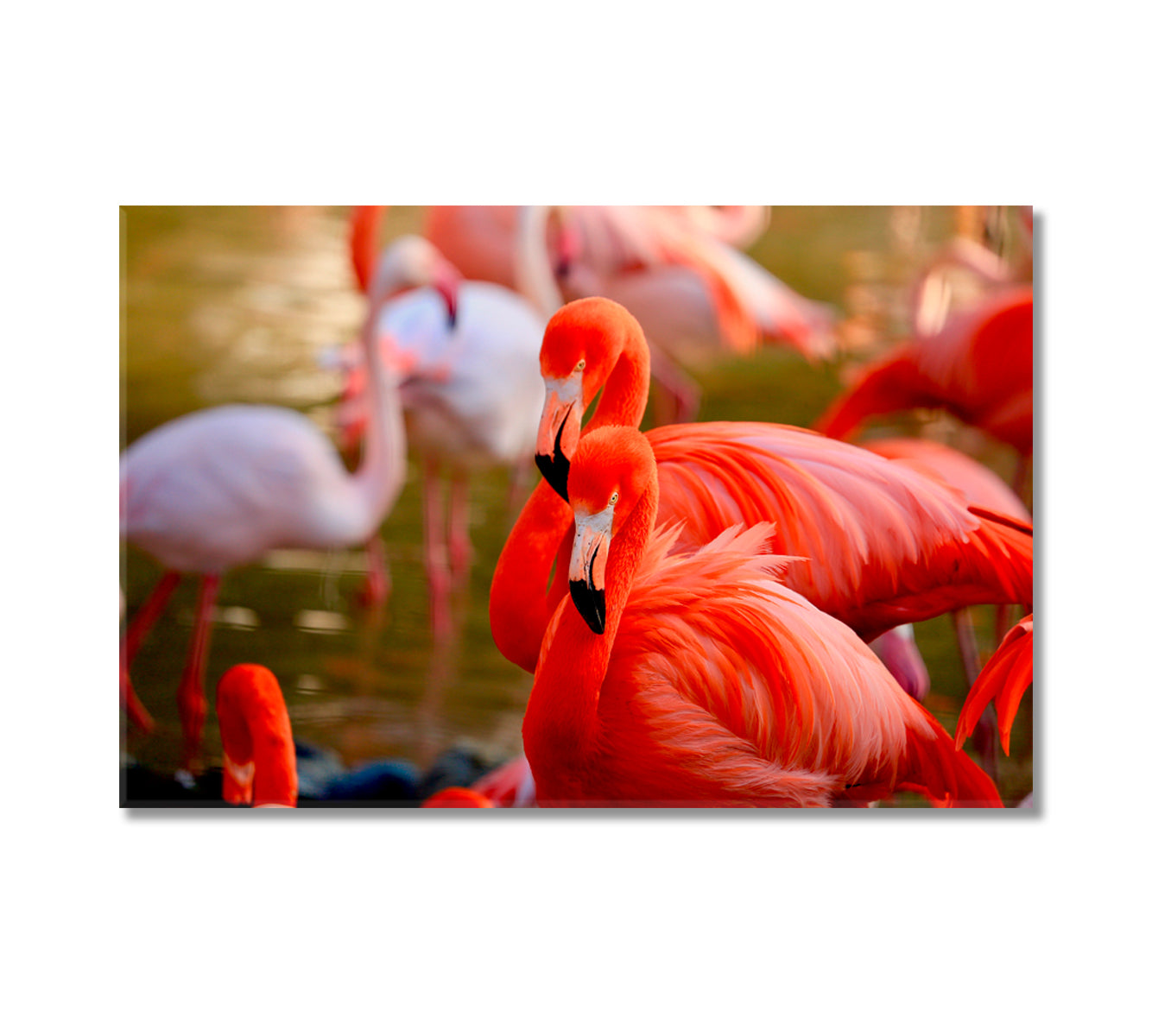 Beautiful Flamingos Canvas Print-Canvas Print-CetArt-1 Panel-24x16 inches-CetArt