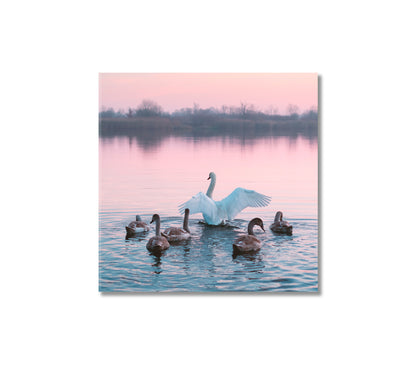 Swans Family in Pink Lake Canvas Print-Canvas Print-CetArt-1 panel-12x12 inches-CetArt