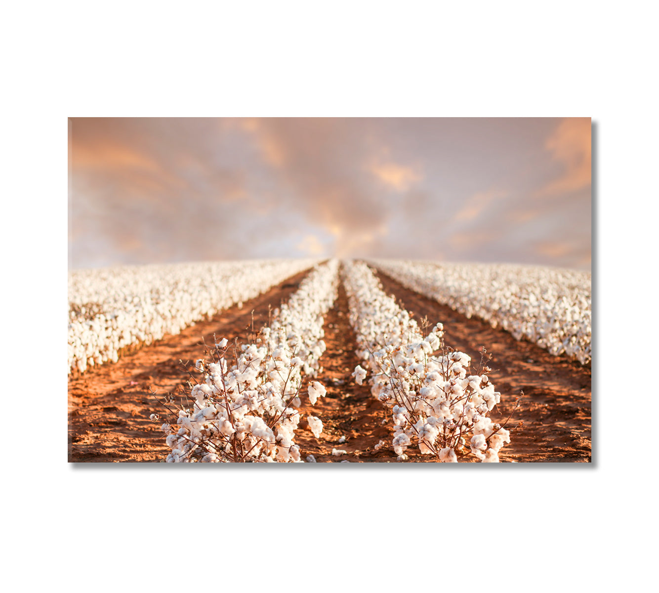 Cotton Fields of Texas Canvas Print-Canvas Print-CetArt-1 Panel-24x16 inches-CetArt