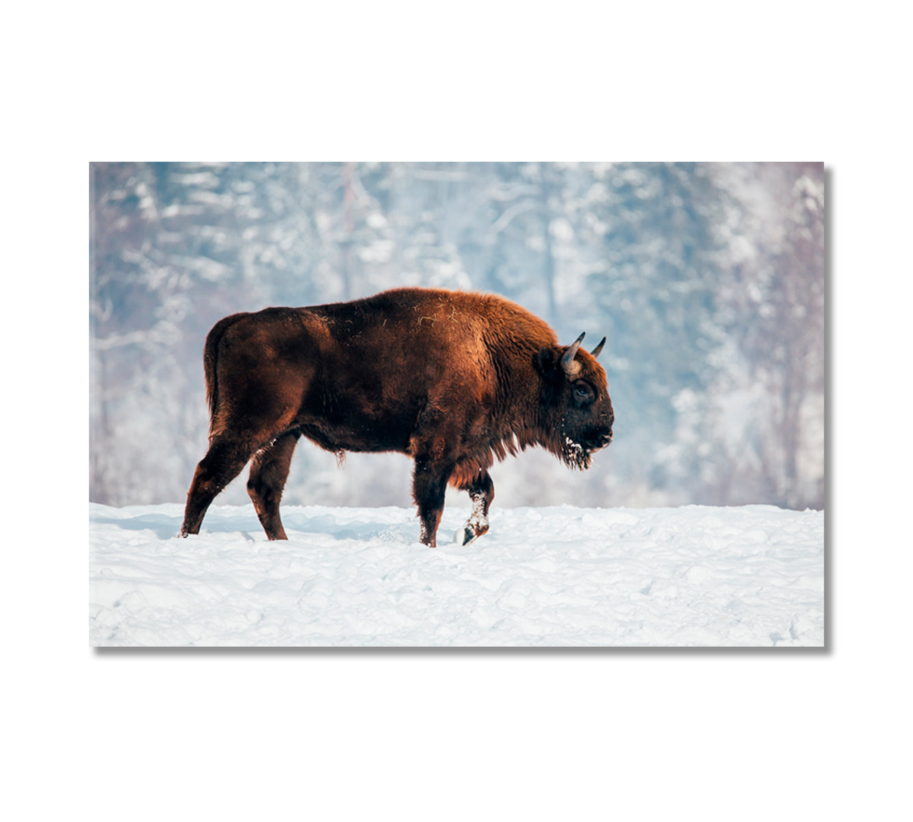 Bison in Winter Canvas Print-Canvas Print-CetArt-1 Panel-24x16 inches-CetArt