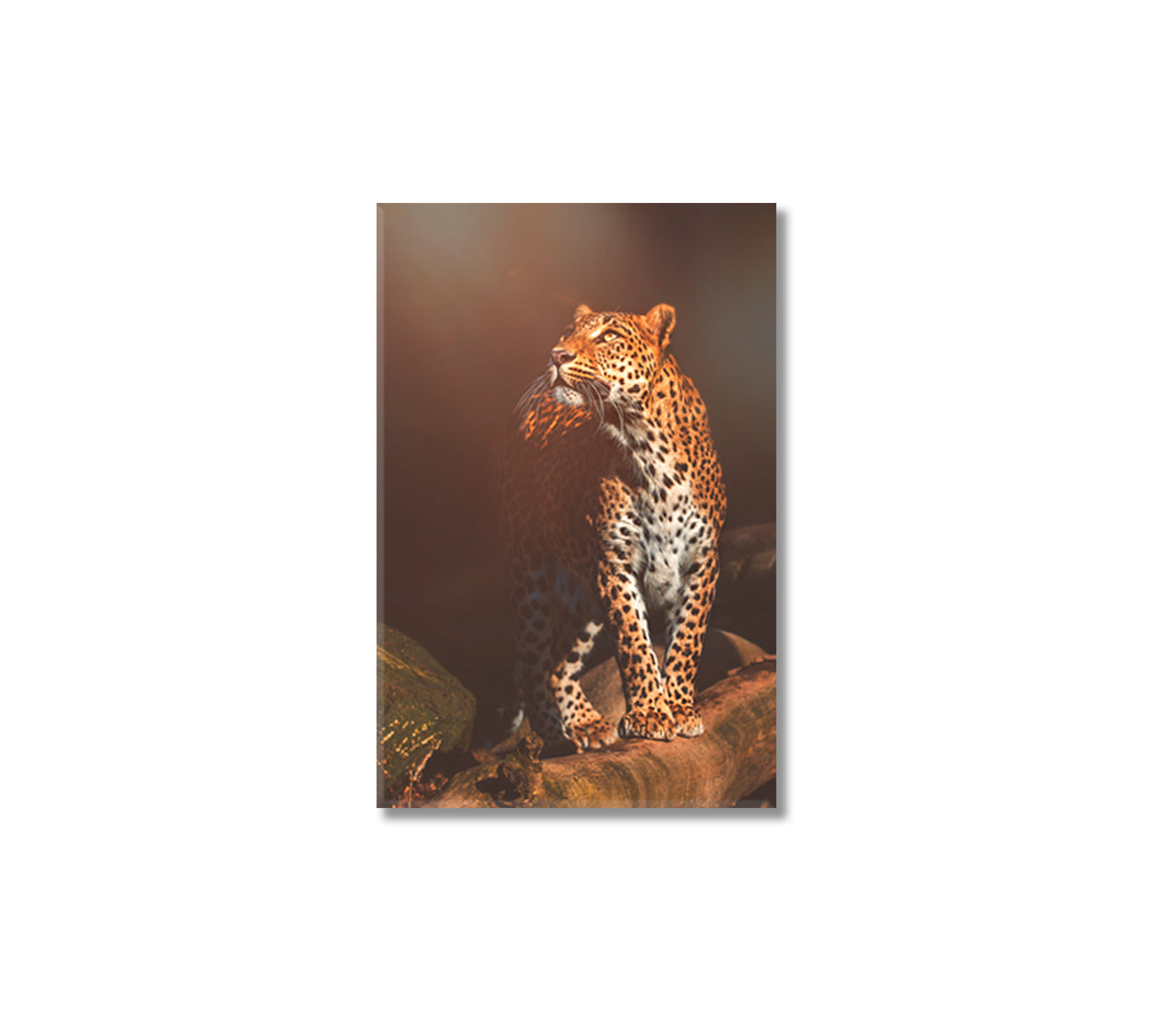 Ceylon Leopard Portrait Canvas Print-Canvas Print-CetArt-1 panel-16x24 inches-CetArt