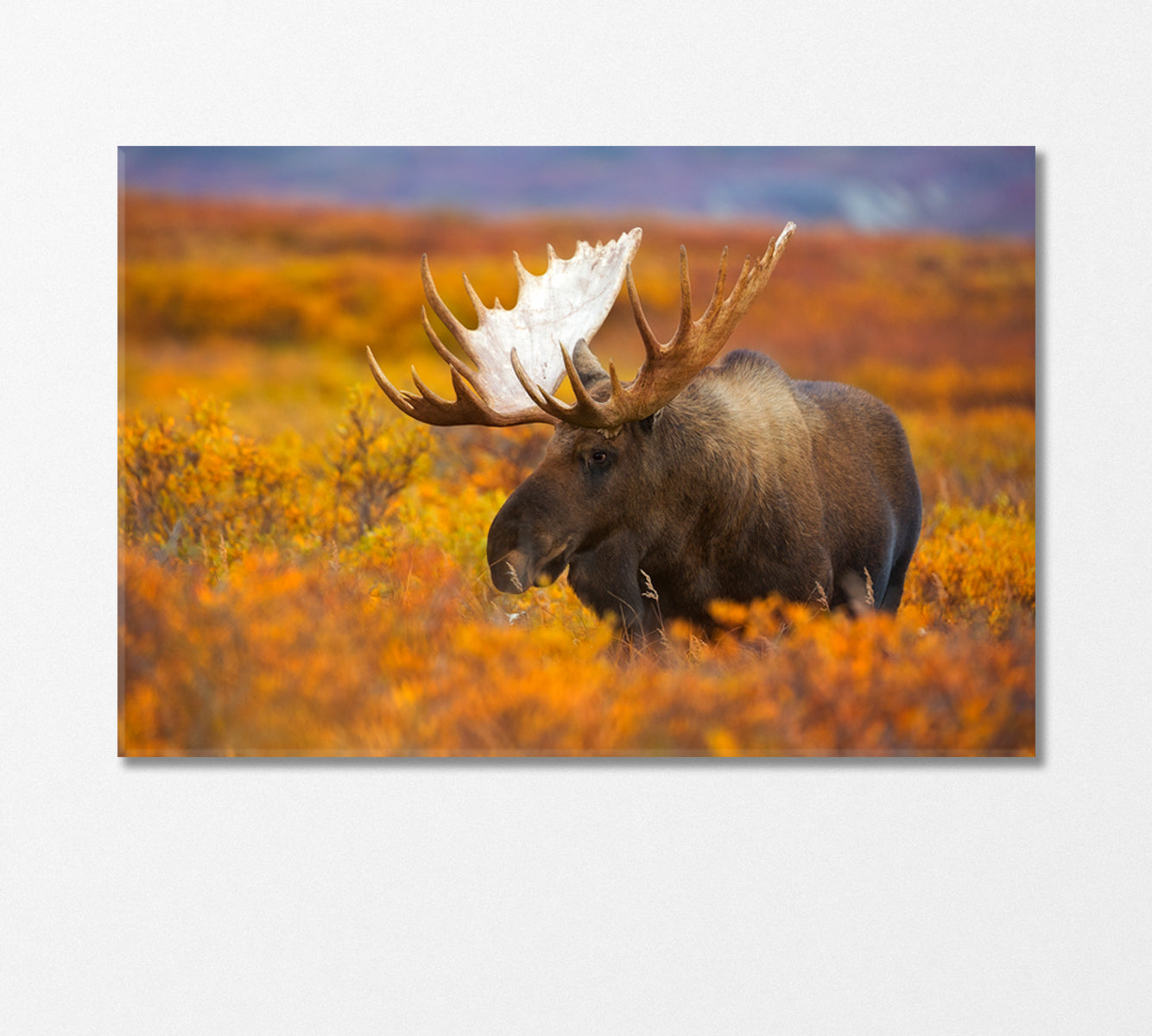 Elk in Autumn Field Canvas Print-Canvas Print-CetArt-1 Panel-24x16 inches-CetArt