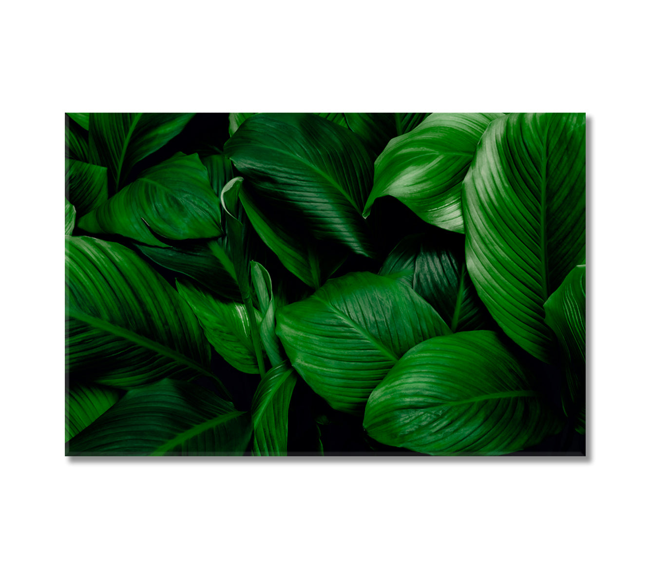 Tropical Leaves of Spathiphyllum Cannifolium Canvas Print-Canvas Print-CetArt-1 Panel-24x16 inches-CetArt