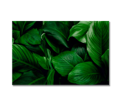 Tropical Leaves of Spathiphyllum Cannifolium Canvas Print-Canvas Print-CetArt-1 Panel-24x16 inches-CetArt