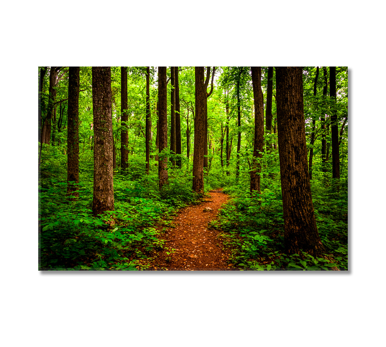 Trail Through Forest Shenandoah National Park Virginia Canvas Print-Canvas Print-CetArt-1 Panel-24x16 inches-CetArt