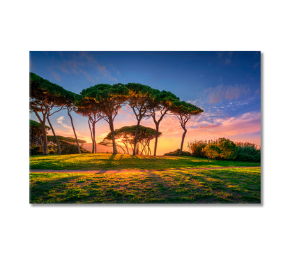 Seaside Pines at Sunset Canvas Print-Canvas Print-CetArt-1 Panel-24x16 inches-CetArt