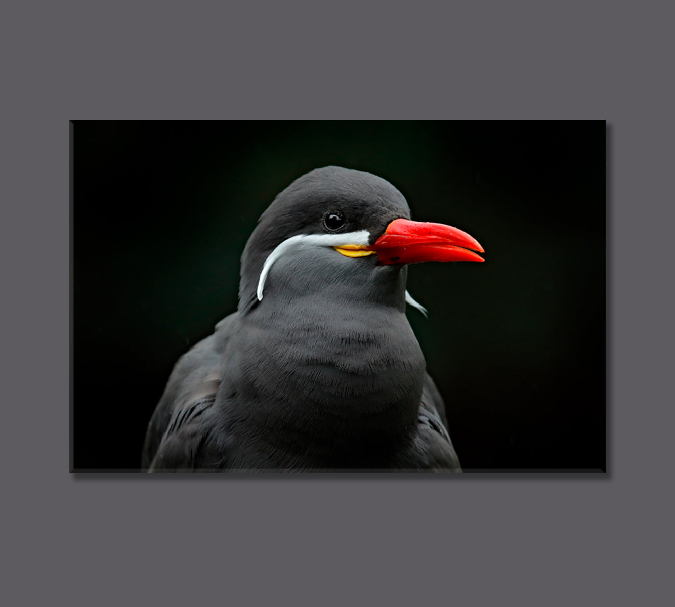 Black Tern Bird with Red Beak Canvas Print-Canvas Print-CetArt-1 Panel-24x16 inches-CetArt