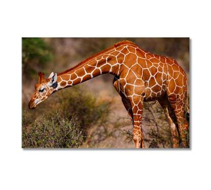 Giraffe in Samburu National Reserve Kenya Canvas Print-Canvas Print-CetArt-1 Panel-24x16 inches-CetArt