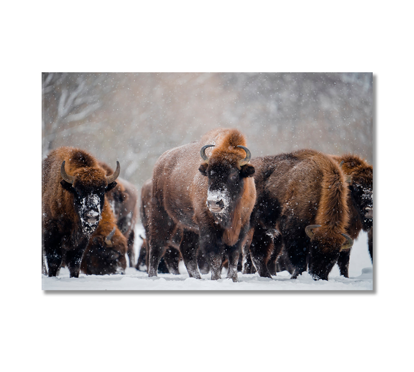 Herd of Wild Bisons in Winter Time Canvas Print-Canvas Print-CetArt-1 Panel-24x16 inches-CetArt