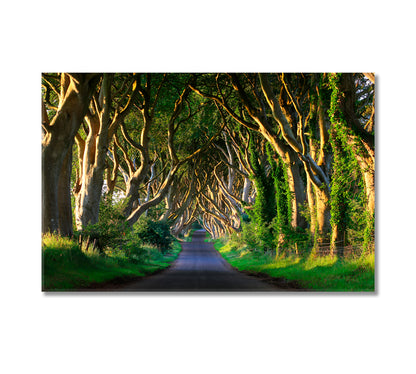 Dark Hedges Northern Ireland Canvas Print-Canvas Print-CetArt-1 Panel-24x16 inches-CetArt