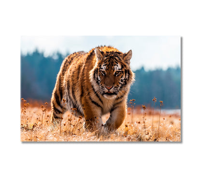 Siberian Tiger Canvas Print-Canvas Print-CetArt-1 Panel-24x16 inches-CetArt