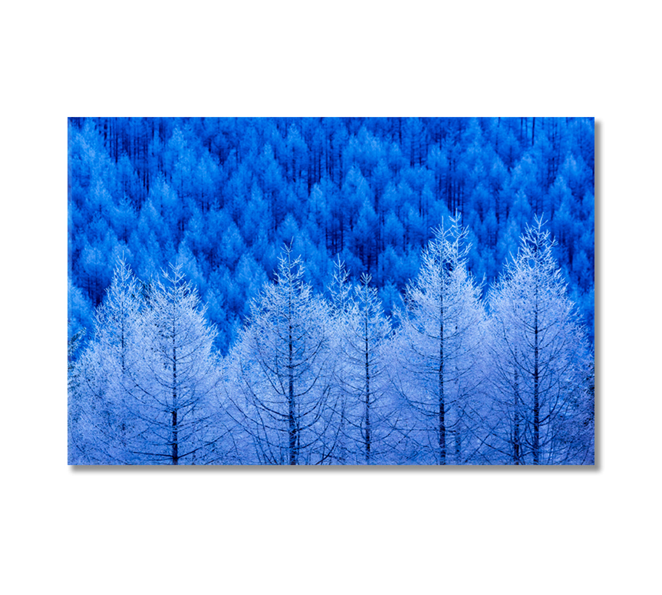 Winter Forest Canvas Print-Canvas Print-CetArt-1 Panel-24x16 inches-CetArt