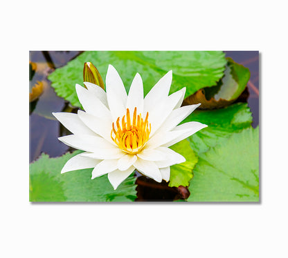 White Lotus Flower Canvas Print-Canvas Print-CetArt-1 Panel-24x16 inches-CetArt