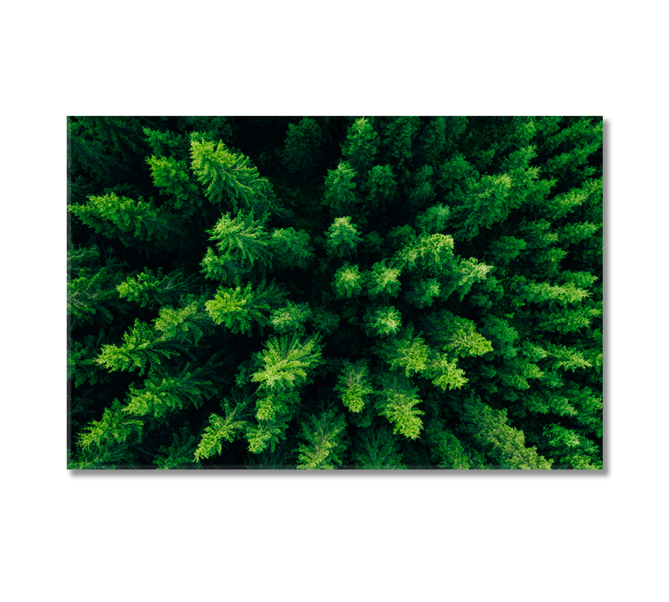 Spruce and Pine Trees Forest Finland Canvas Print-Canvas Print-CetArt-1 Panel-24x16 inches-CetArt