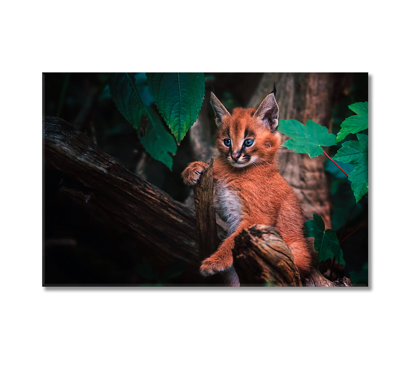 Cute Baby Caracal Canvas Print-Canvas Print-CetArt-1 Panel-24x16 inches-CetArt