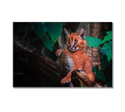 Cute Baby Caracal Canvas Print-Canvas Print-CetArt-1 Panel-24x16 inches-CetArt