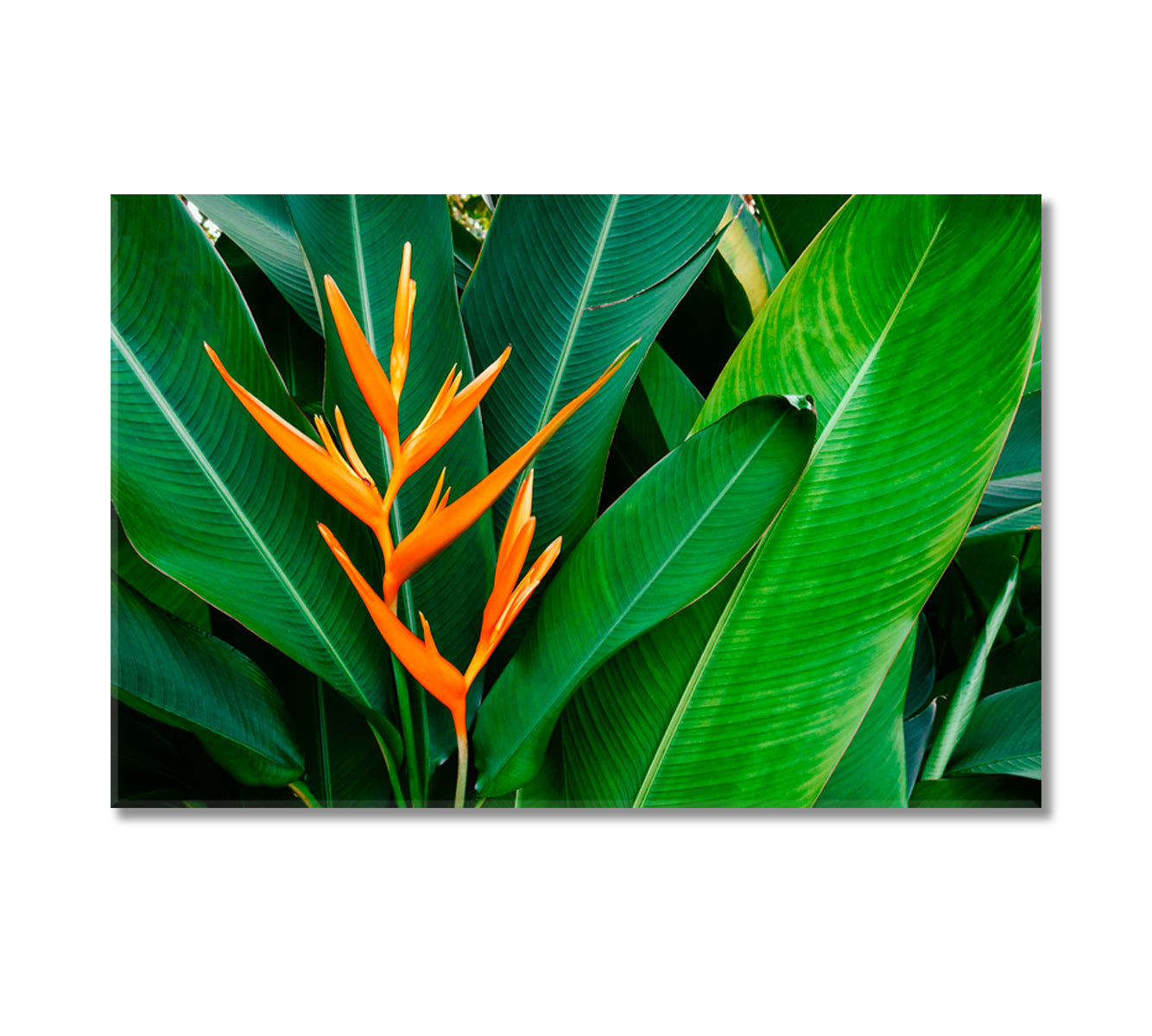 Strelitzia Bird Of Paradise Flower Canvas Print-Canvas Print-CetArt-1 Panel-36x24 inches-CetArt