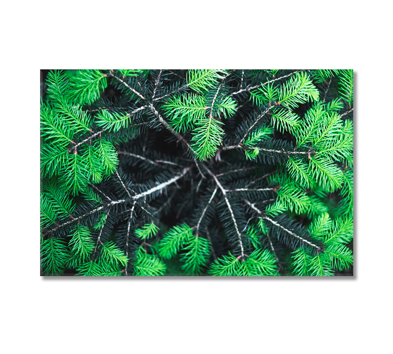 Green Spruce Needles Canvas Print-Canvas Print-CetArt-1 Panel-24x16 inches-CetArt