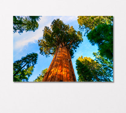 Sequoia National Park California United States Canvas Print-Canvas Print-CetArt-1 Panel-24x16 inches-CetArt