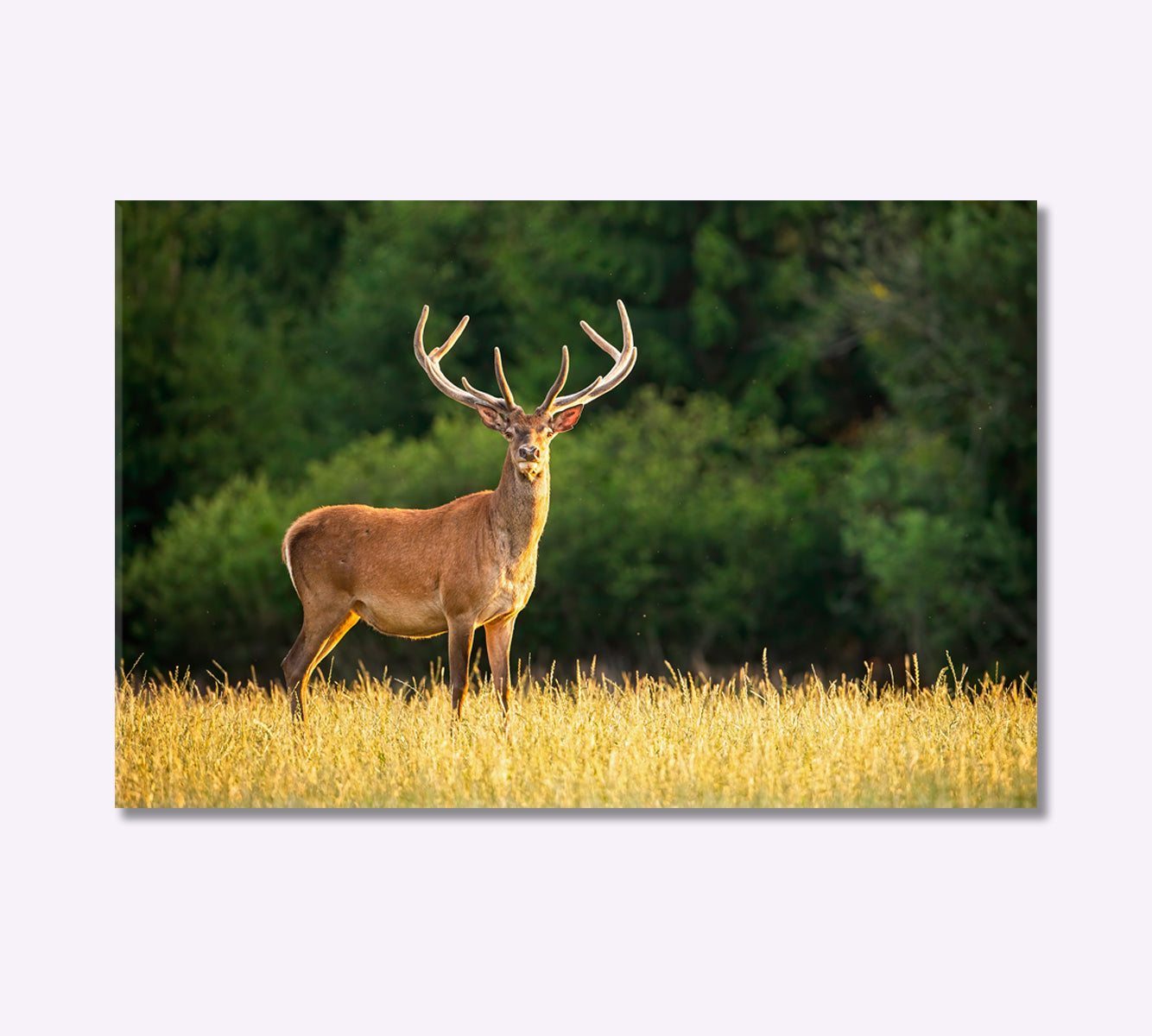 Deer in the Field Canvas Print-Canvas Print-CetArt-1 Panel-24x16 inches-CetArt