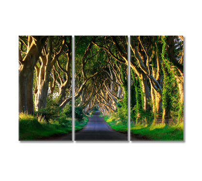 Dark Hedges Northern Ireland Canvas Print-Canvas Print-CetArt-3 Panels-36x24 inches-CetArt