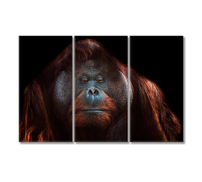 Orangutan Canvas Print-Canvas Print-CetArt-3 Panels-36x24 inches-CetArt