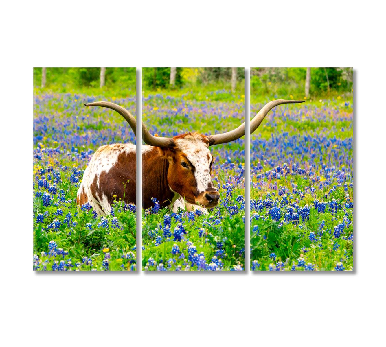 Texas Longhorn Cow in Bluebonnet Field Canvas Print-Canvas Print-CetArt-1 Panel-24x16 inches-CetArt