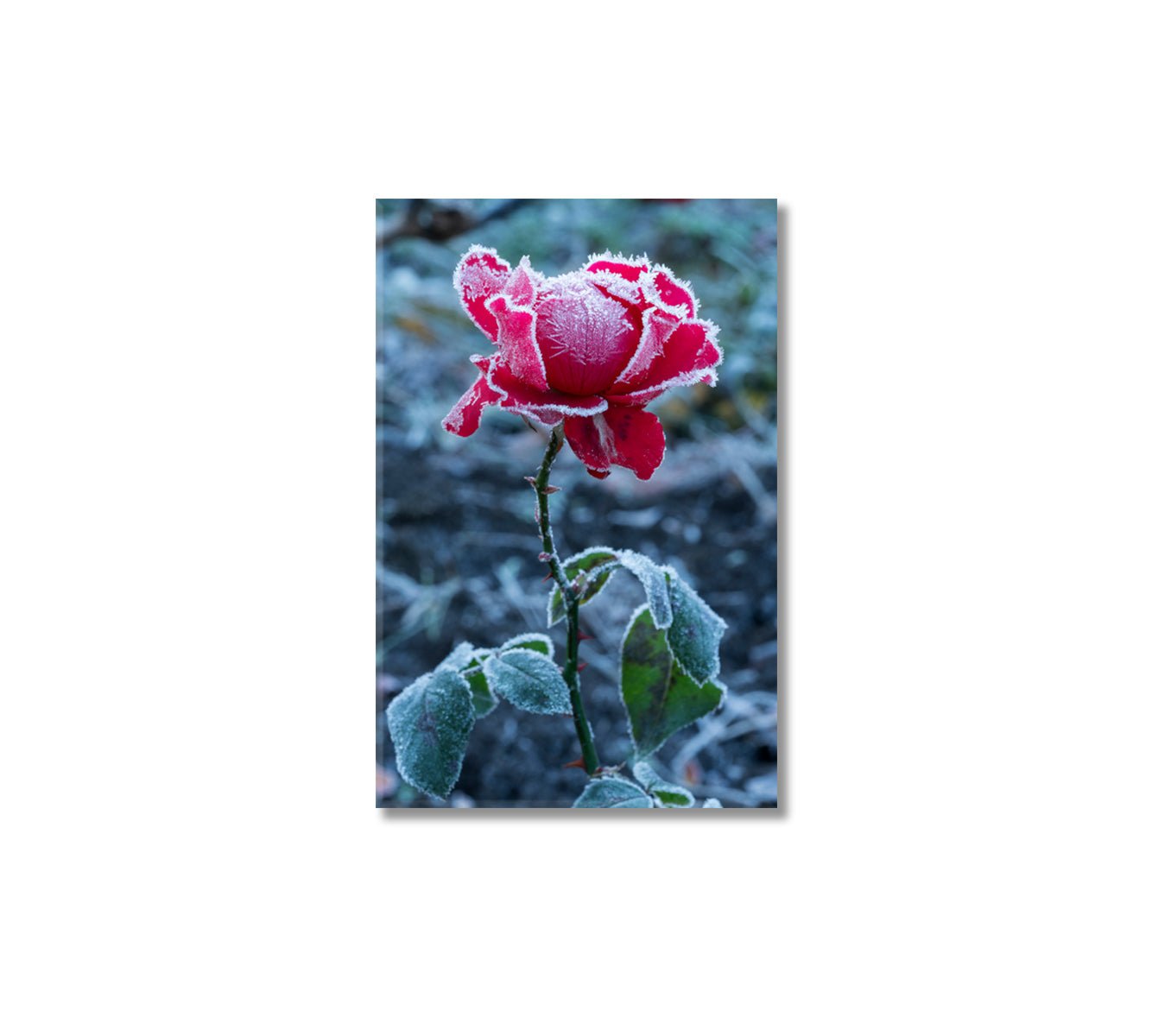 Frosty Red Rose Canvas Print-Canvas Print-CetArt-1 panel-16x24 inches-CetArt