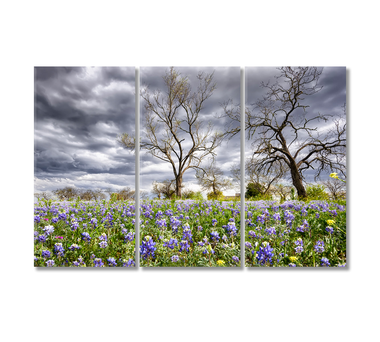 Bluebonnets Field Texas Canvas Print-Canvas Print-CetArt-3 Panels-36x24 inches-CetArt